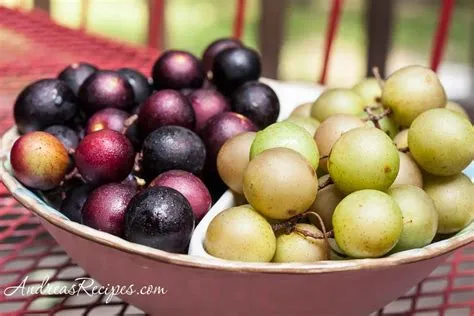 Berry Kingdom, Inc.