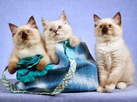 Ragdoll Kittens