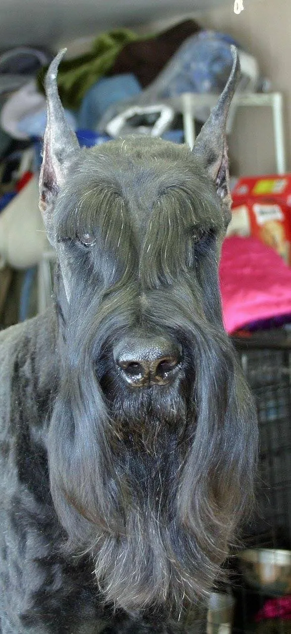 Valhalla Farm and Kennel