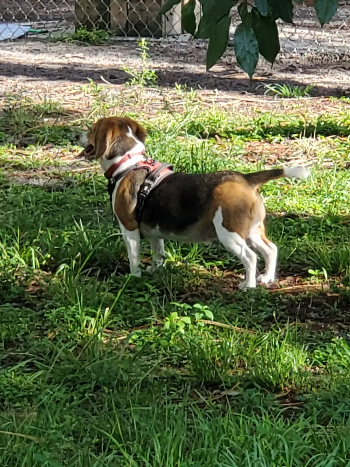Rotary Centennial Dog Park