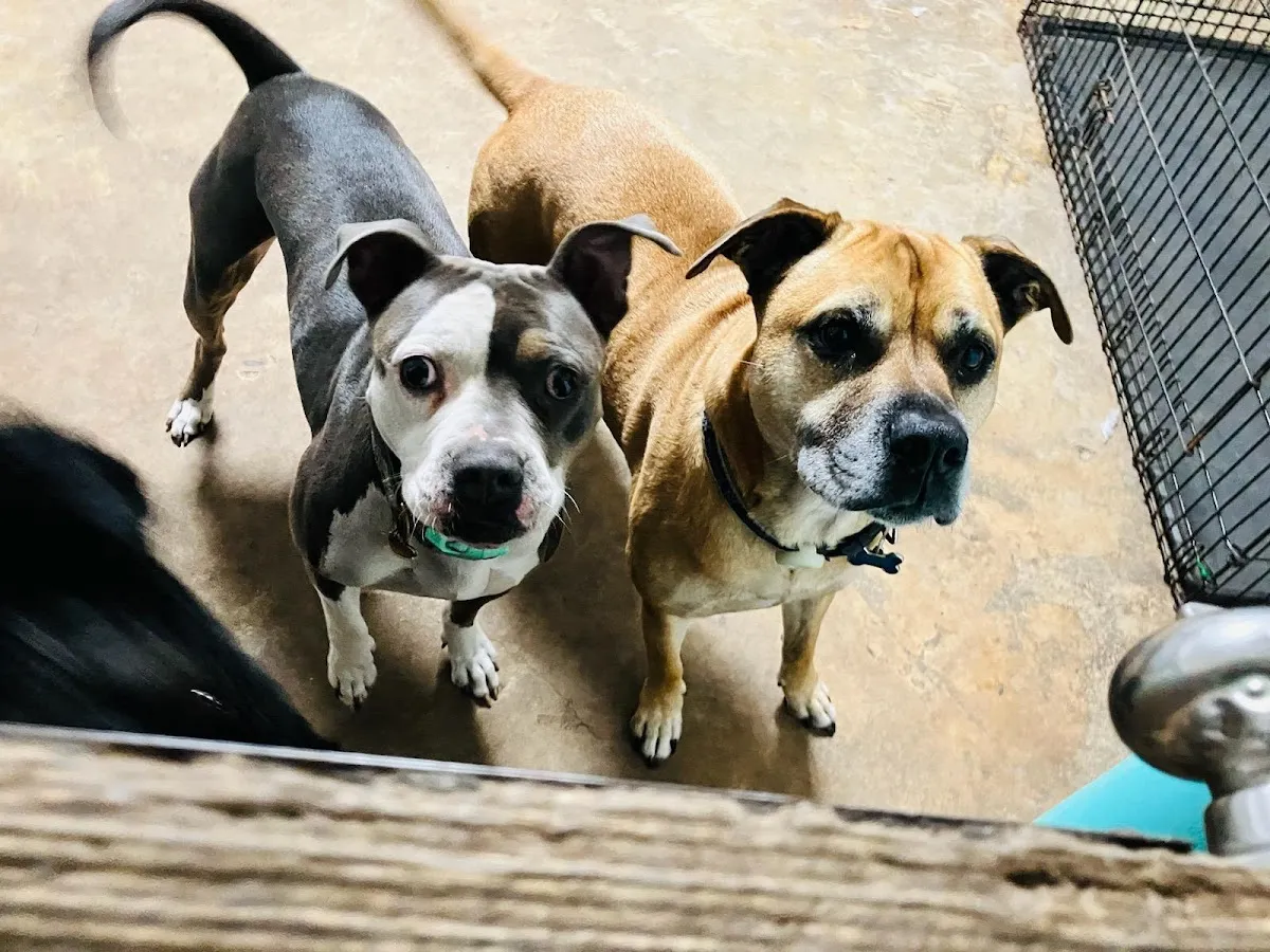 Unique Dog Boarding, Inc