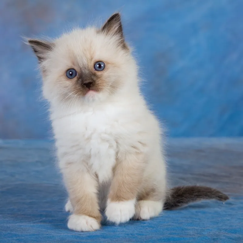 Ragdoll Kittens