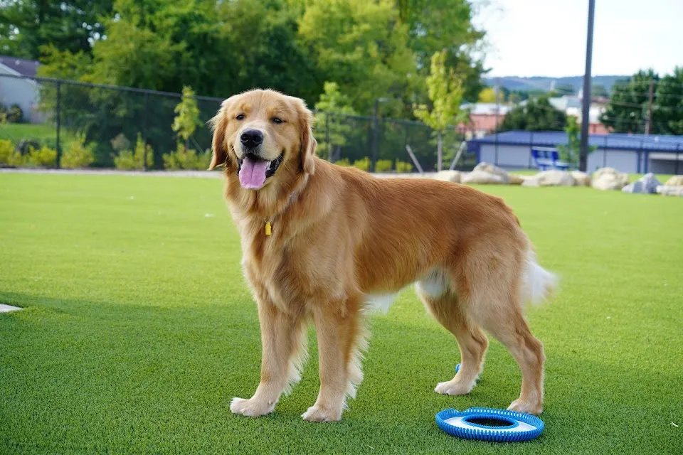 Dog Parks at Christiansburg Huckleberry Park
