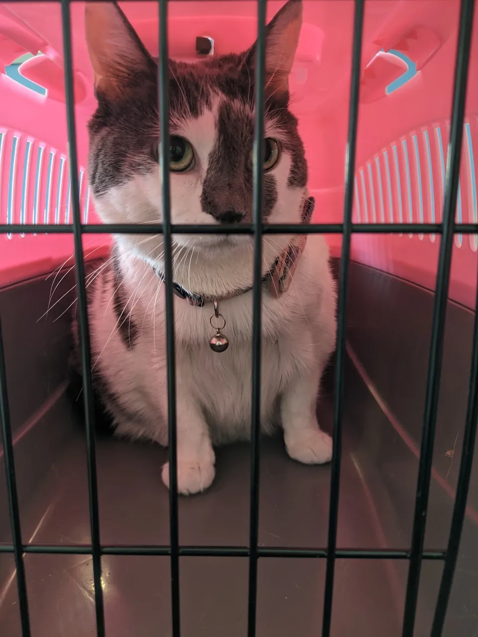Coronado Animal Clinic