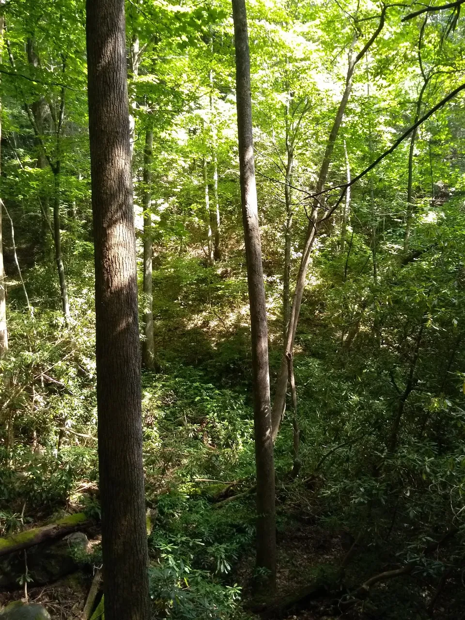 Croom Motorcycle Area at Withlacoochee State Forest