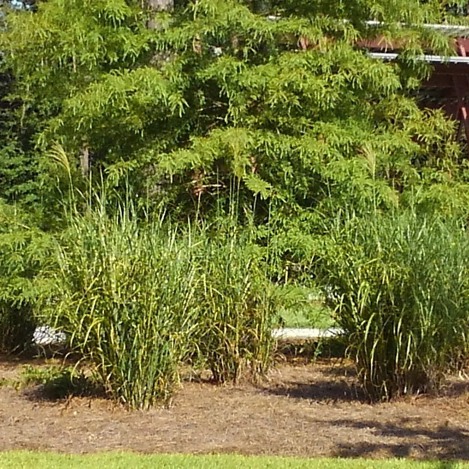 Brown Family Park