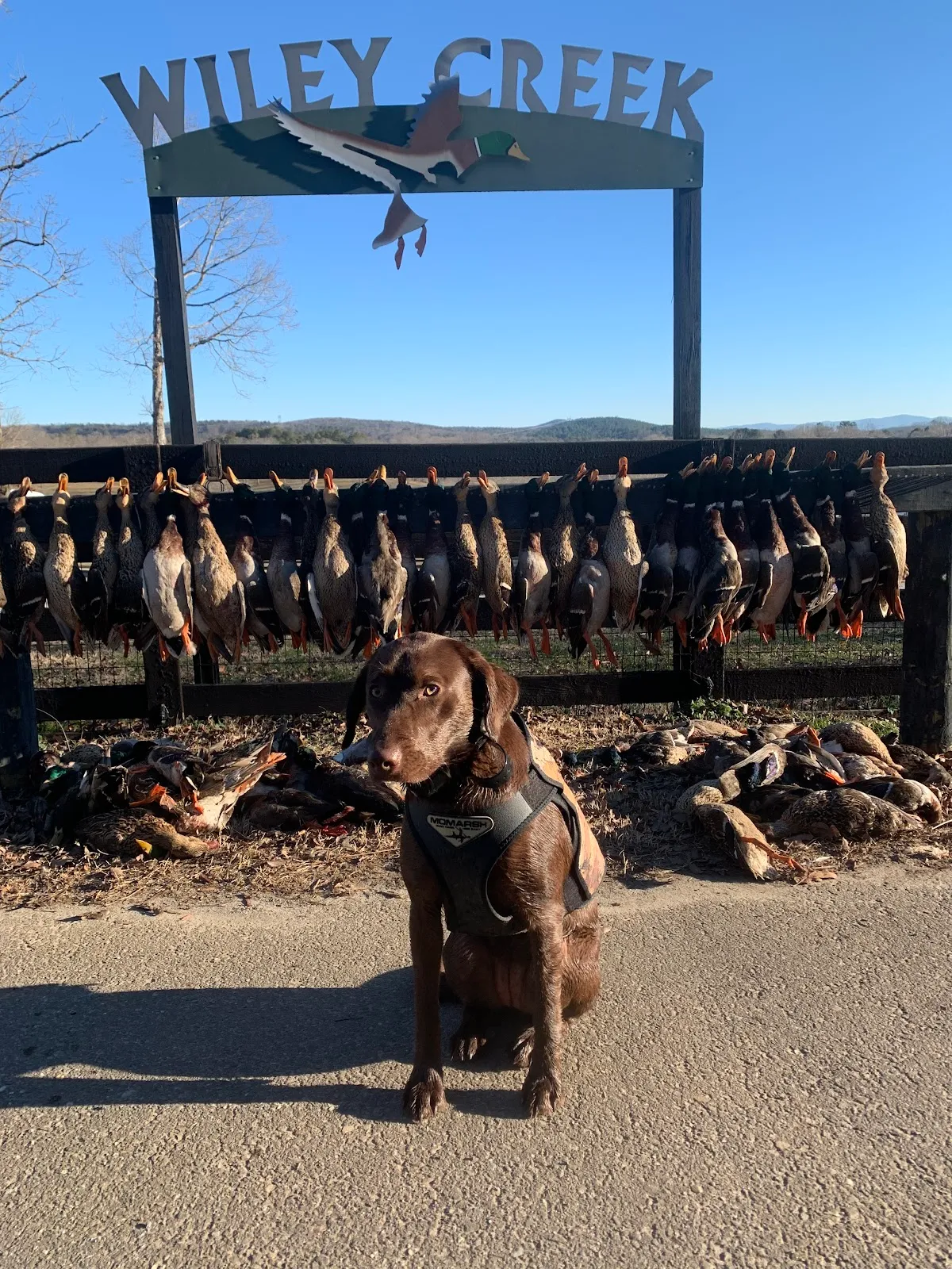 Wiley Creek Duck Preserve