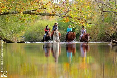 Dillard House Stables