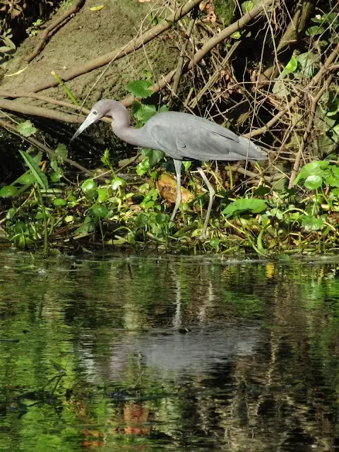Withlacoochee River