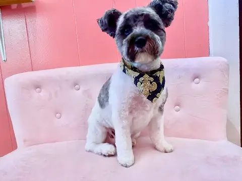 Fantastic Pawz Professional Dog Groomers