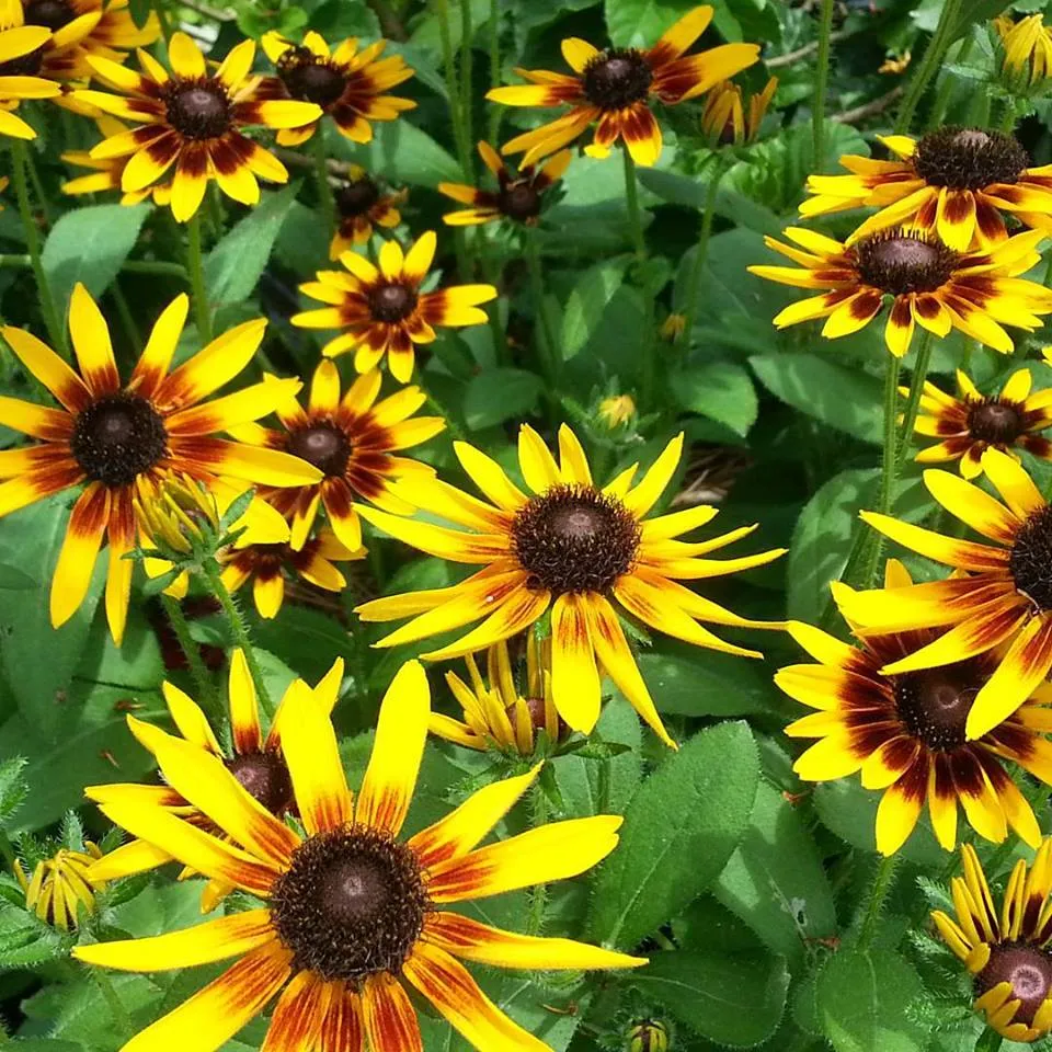 Herb Creek Landscape Supply