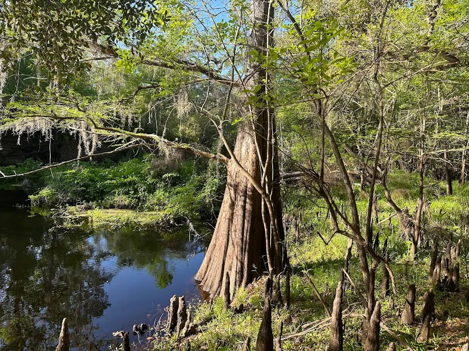 Croom River trail loop