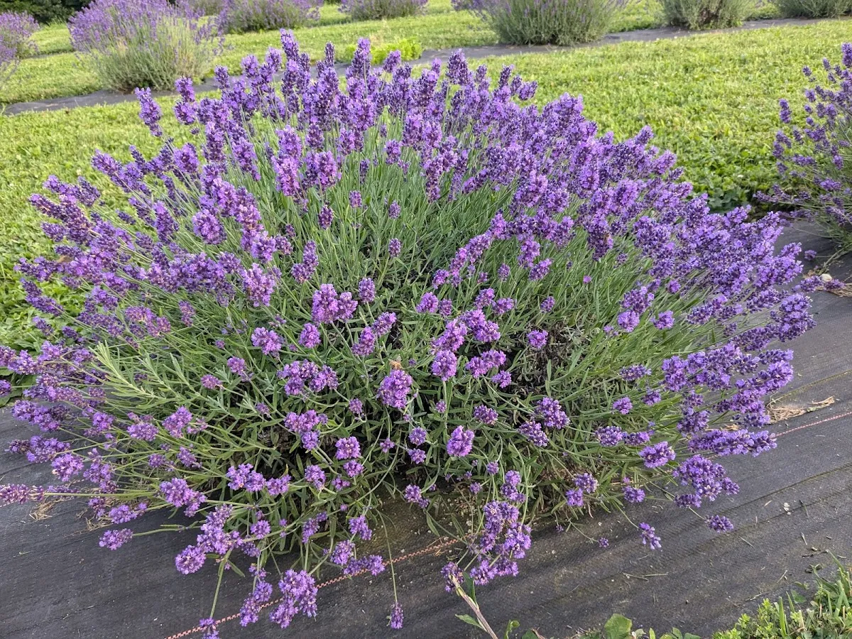 Slate Hill Lavender Farm