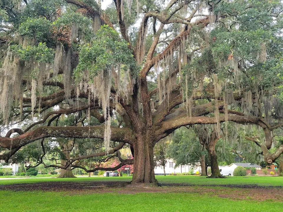 McCauley Park