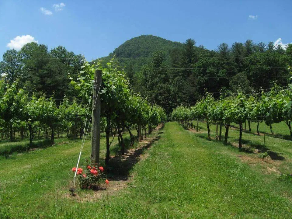 Tiger Mountain Vineyards & Wedding Venue
