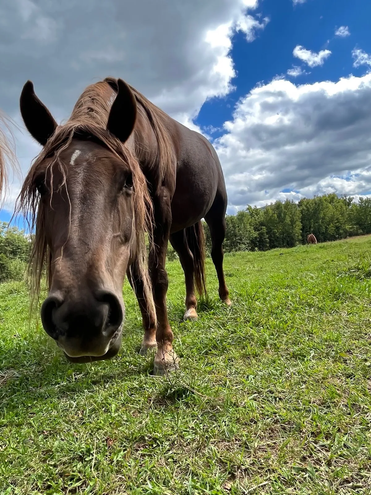 Mustang Valley Sanctuary 501C3