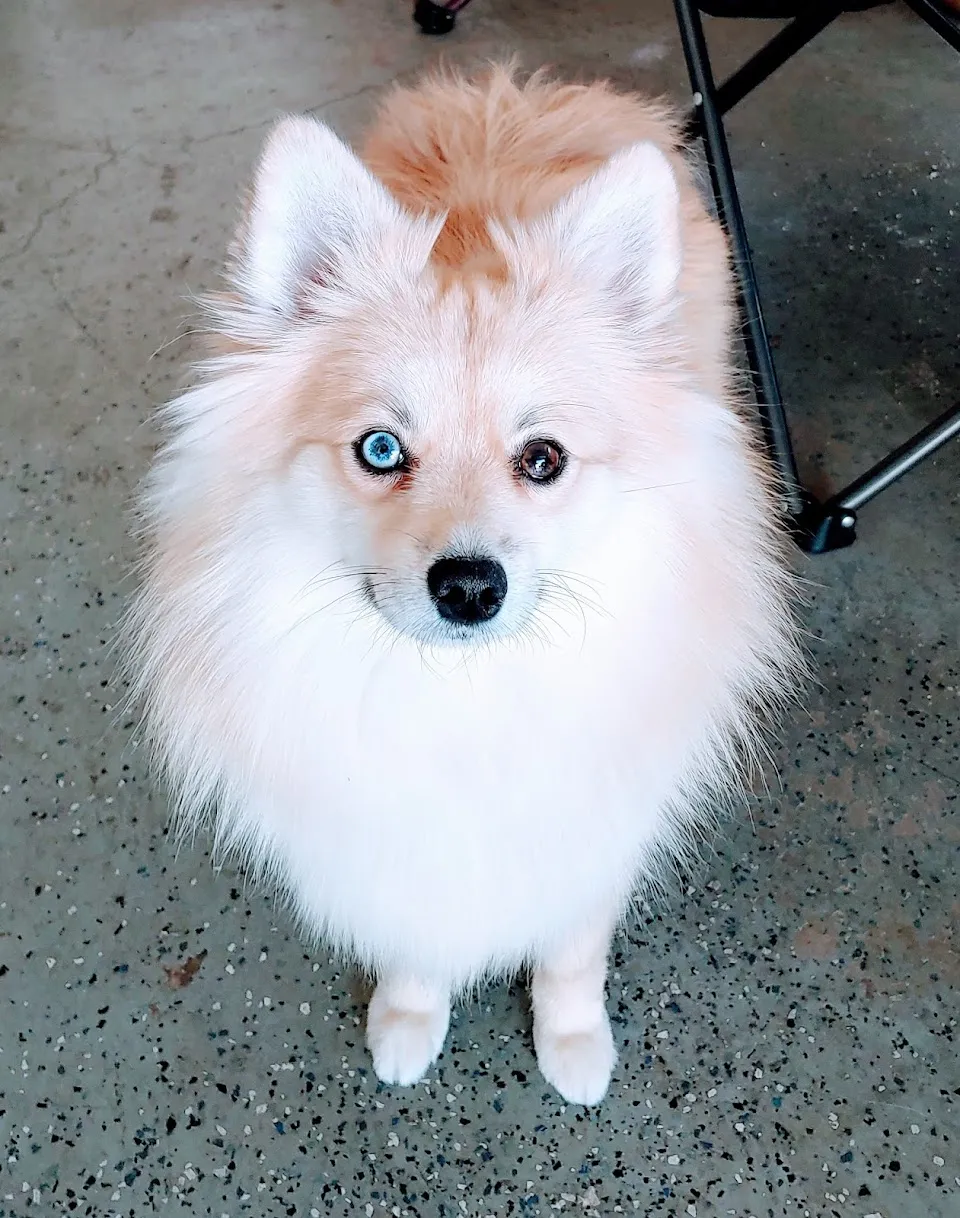 Tailblazers Pet Salon