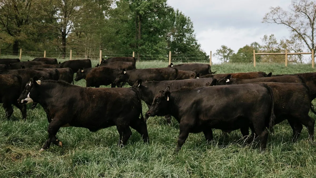 teXga Farms