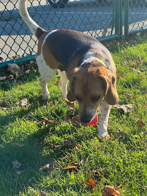 Dog Park at Thomas Bull Memorial Park