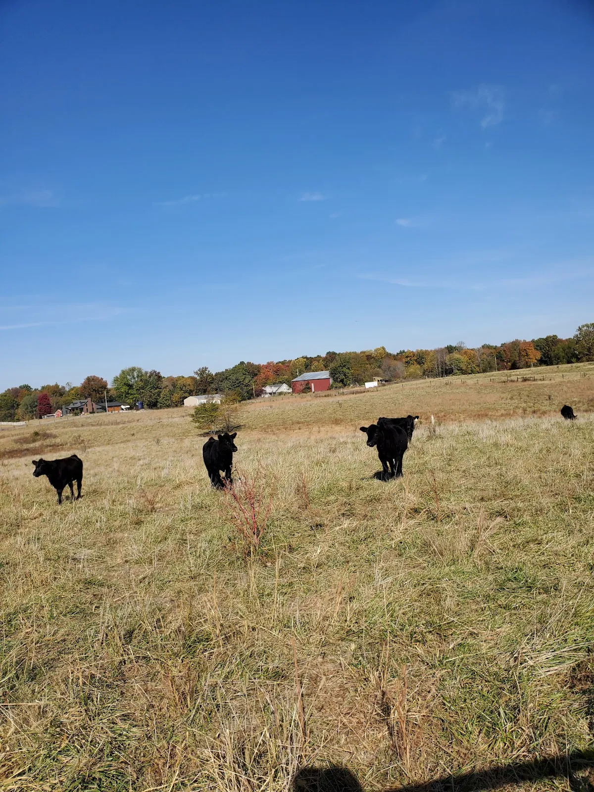 Shade Tree Farm and Orchard