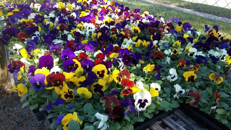 Plant Depot and Gifts