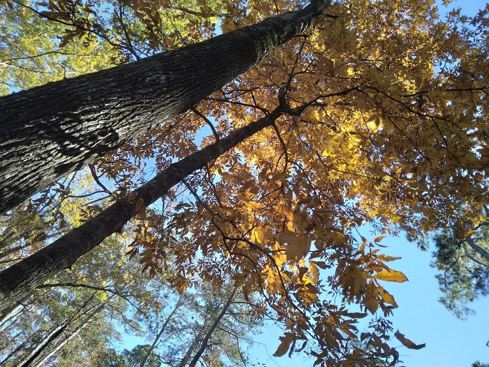 Santee State Park Lakeshore Campground