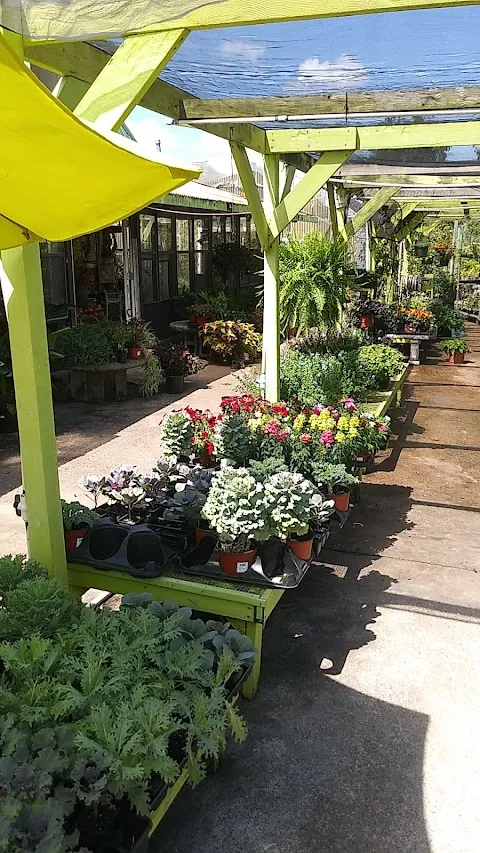 Cooks Nursery Nederland