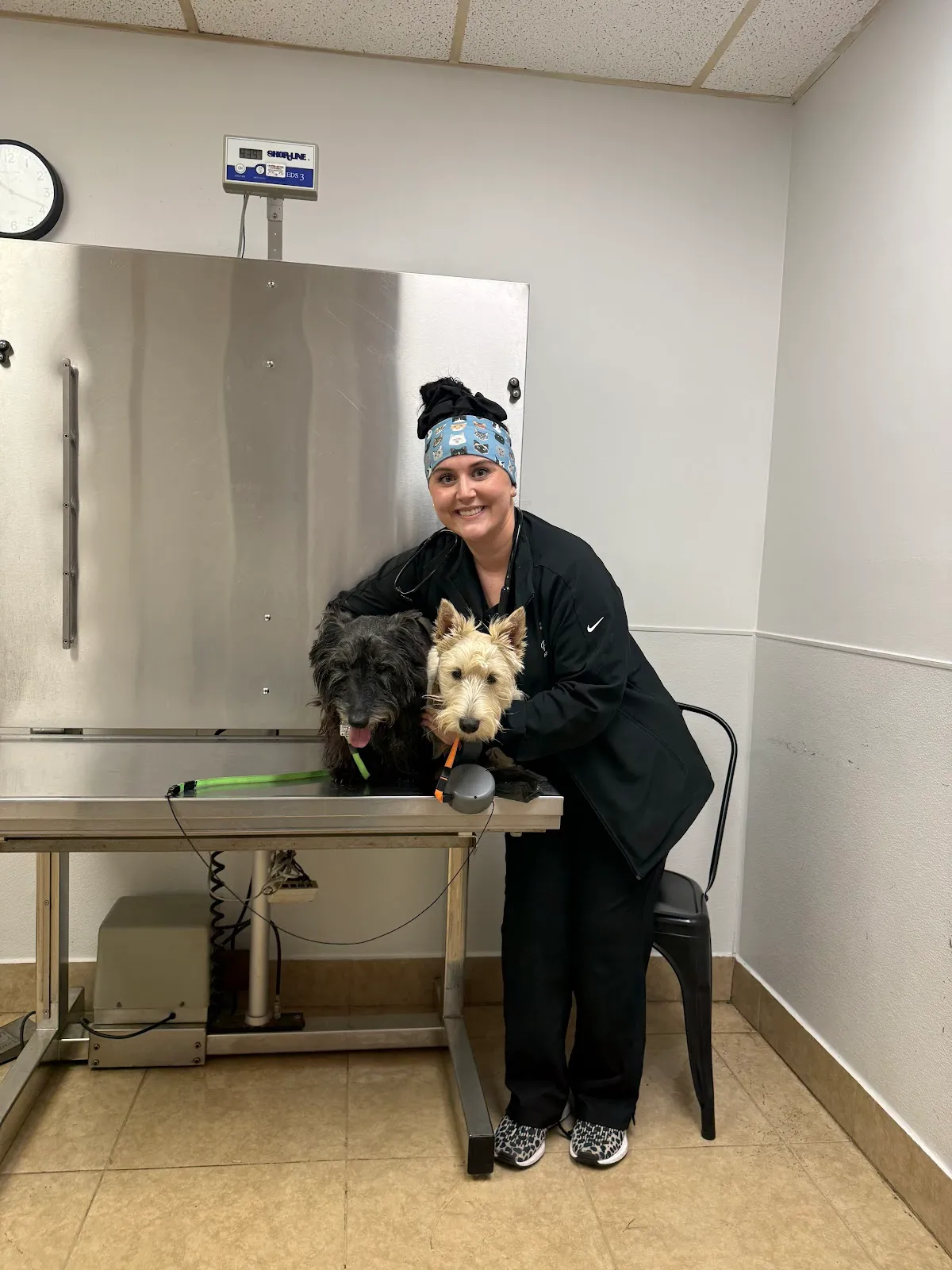 Palmetto Animal Hospital