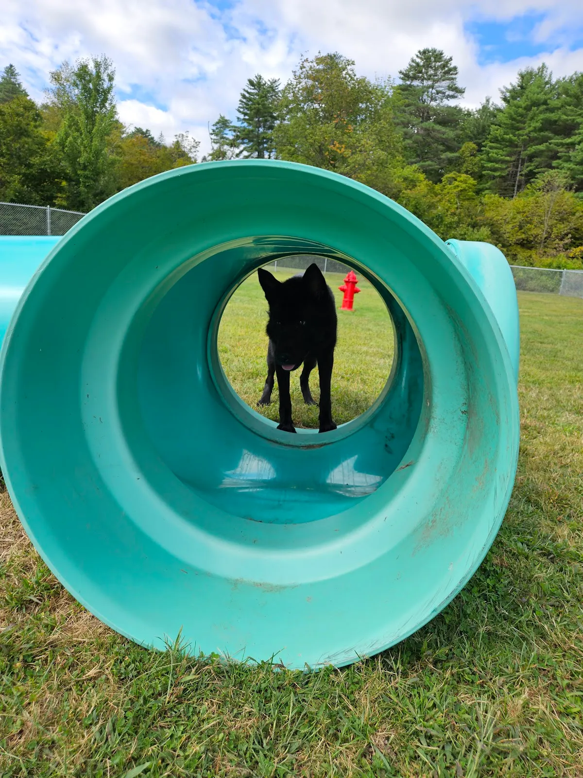 Newport Dog Park