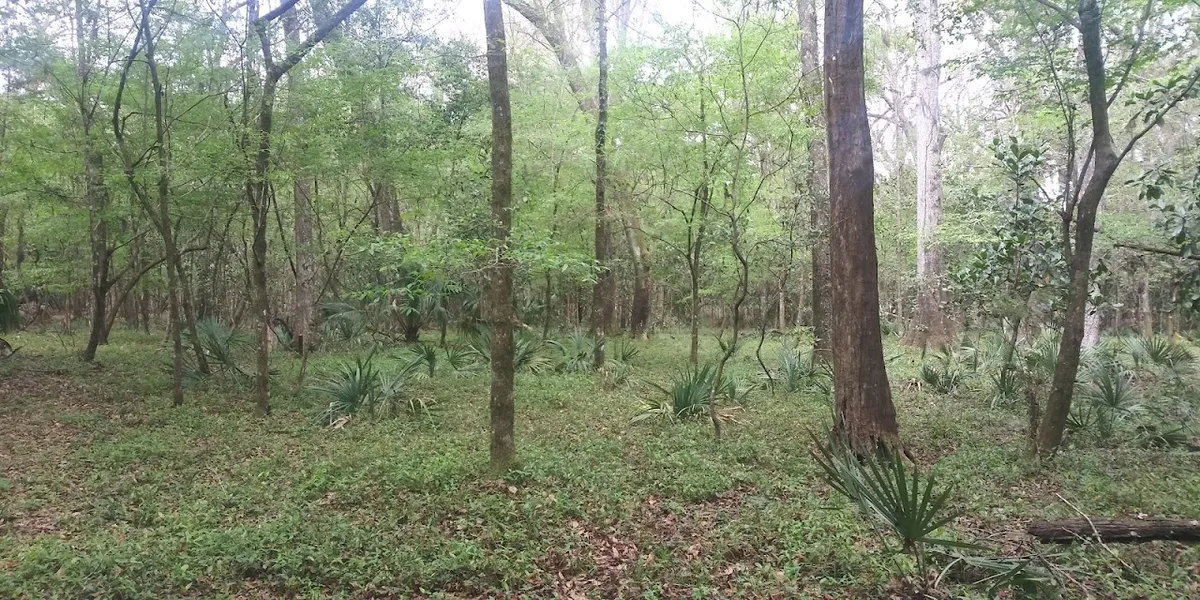McKethan Lake Recreation Area Withlacoochee State Forest