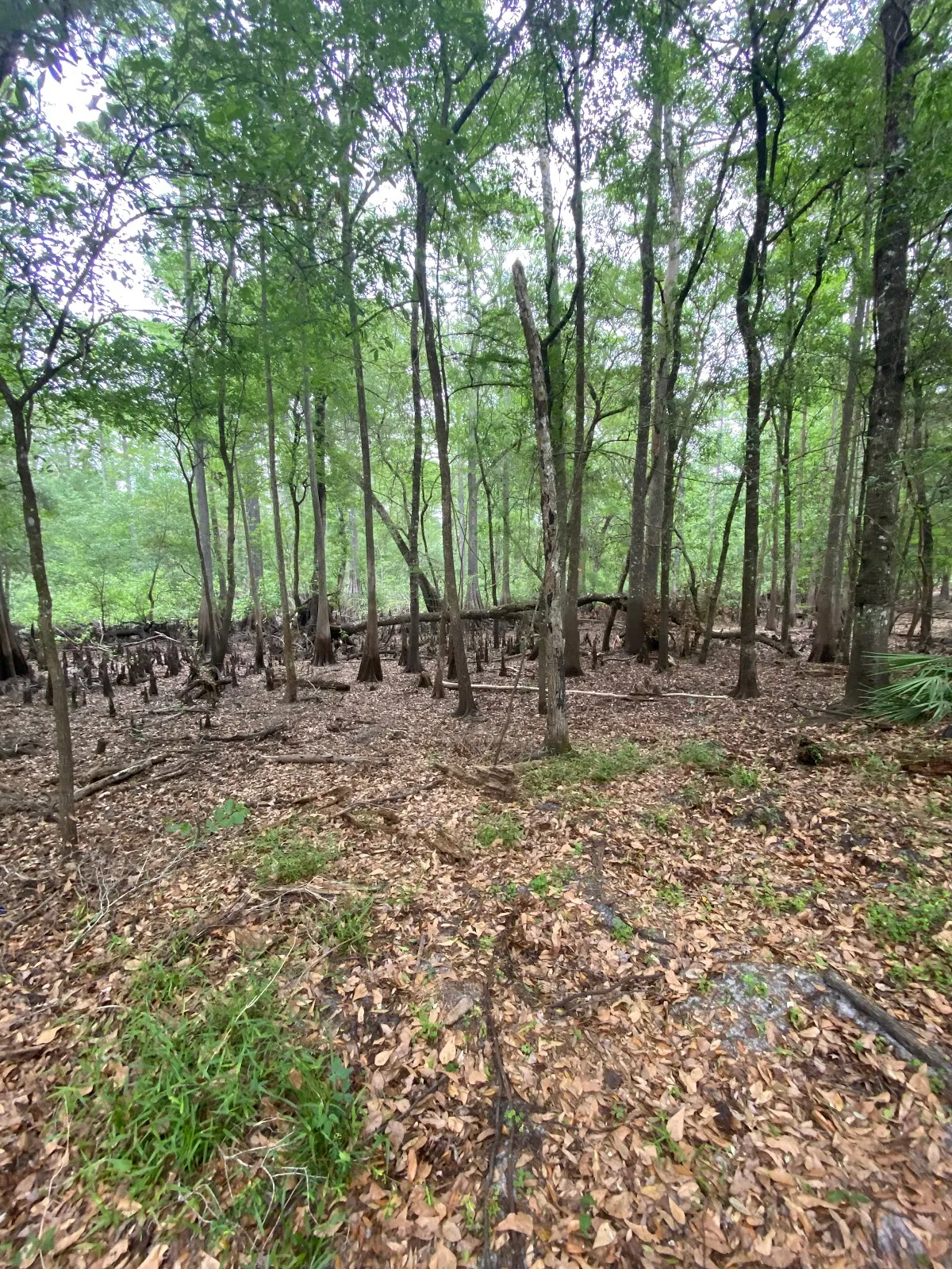 Cypress Glen Campground Withlacoochee State Forest