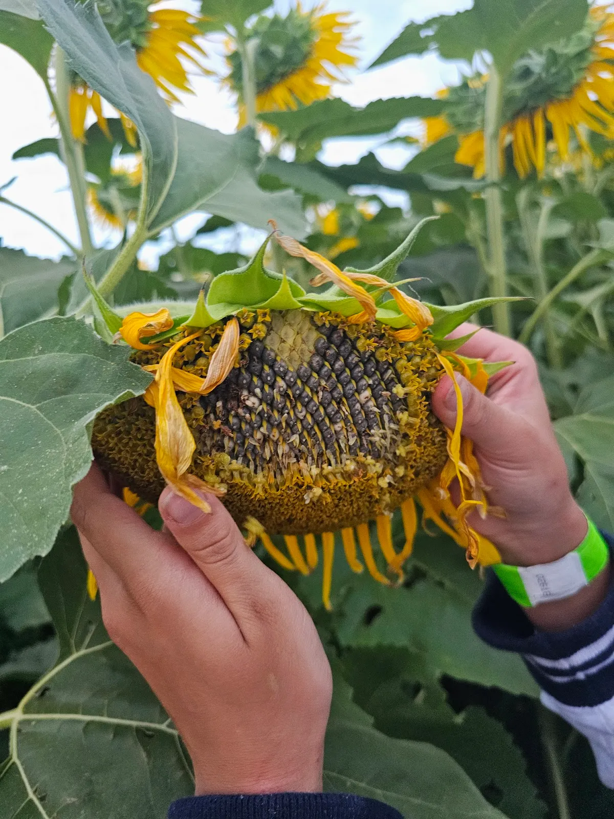 Sunflower Valley Farm