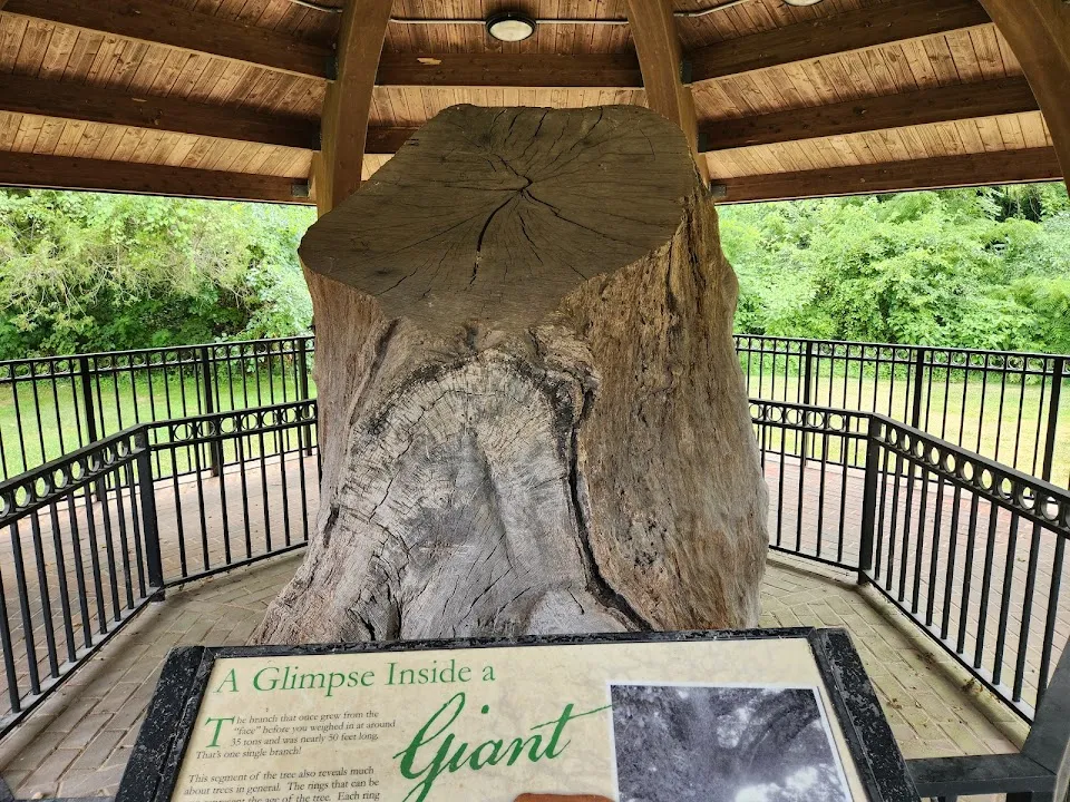 Wye Oak State Park