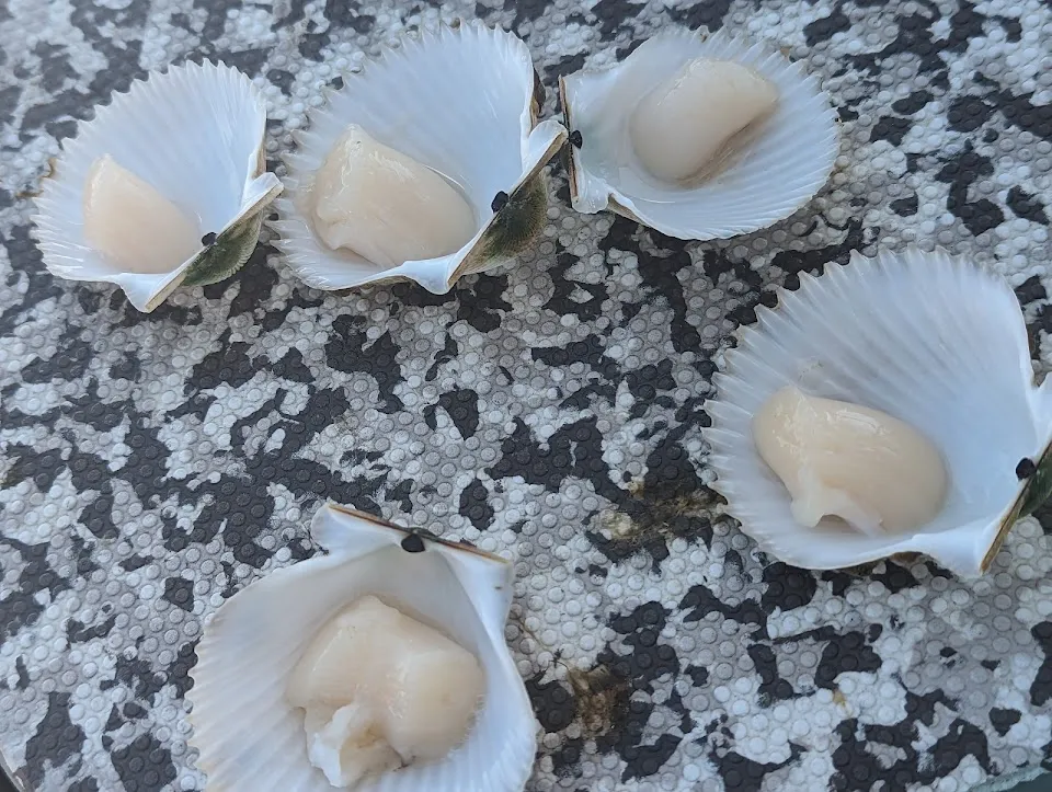 Scallop Charters & More