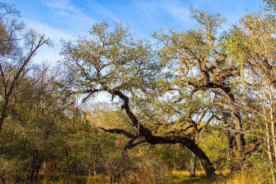 Croom Wildlife Management Area