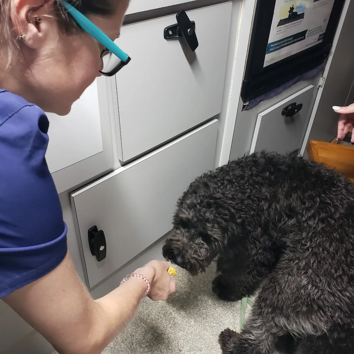 Wags & Whiskers Mobile Veterinary Practice
