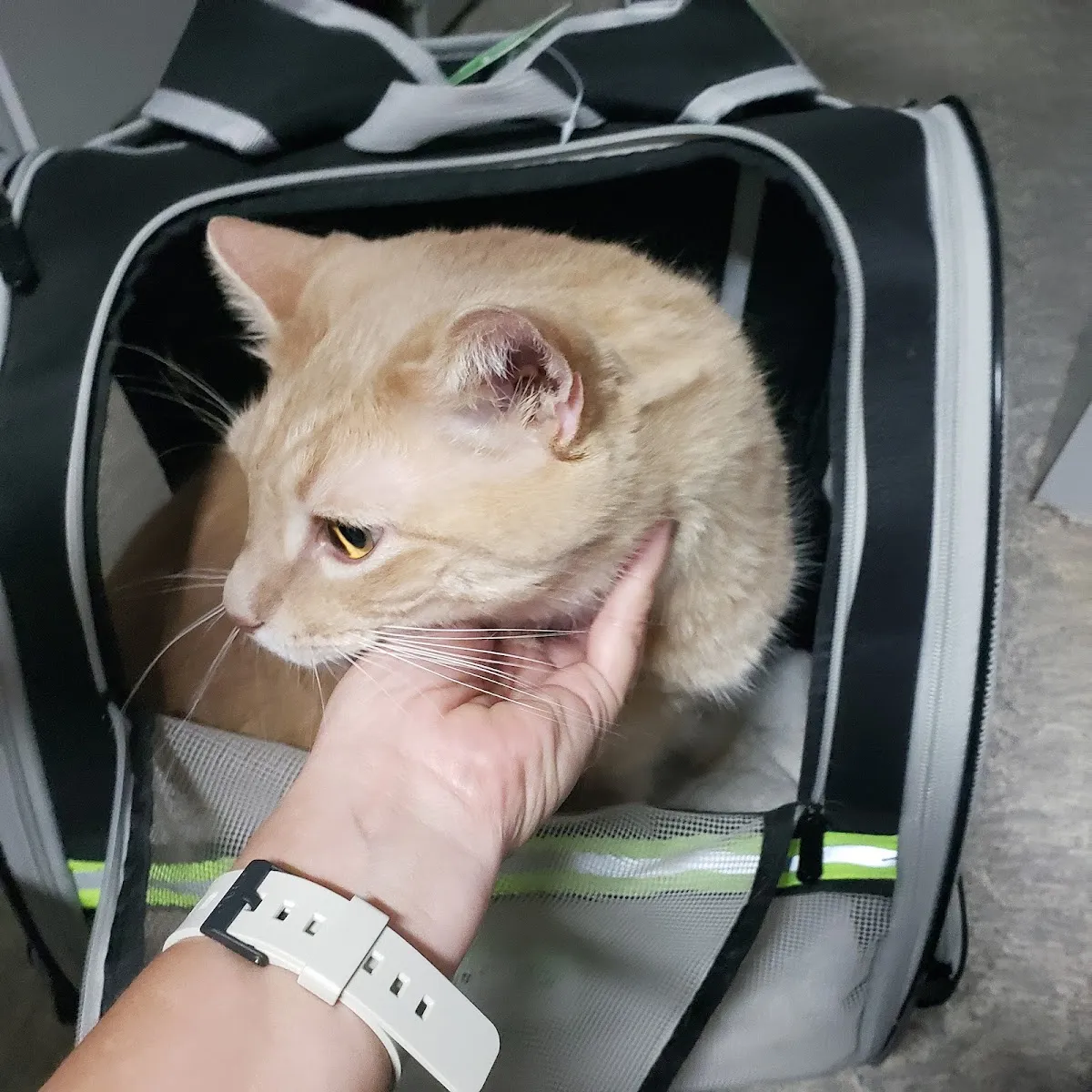 Wags & Whiskers Mobile Veterinary Practice