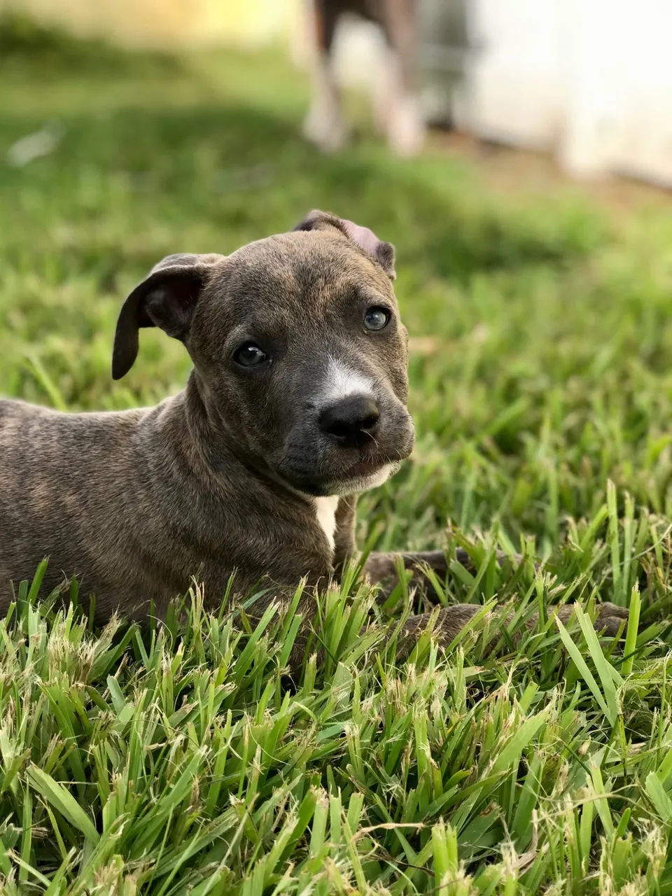 Southeast Volusia Humane Society
