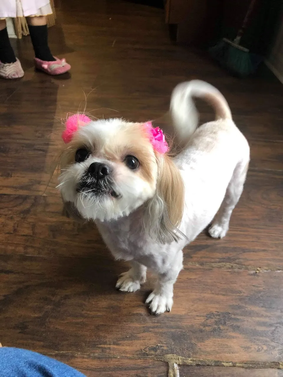 Julie's Dog Grooming