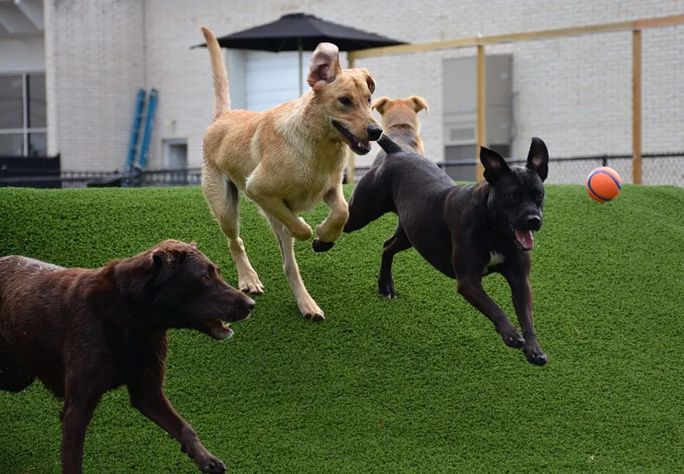Woofers Pet