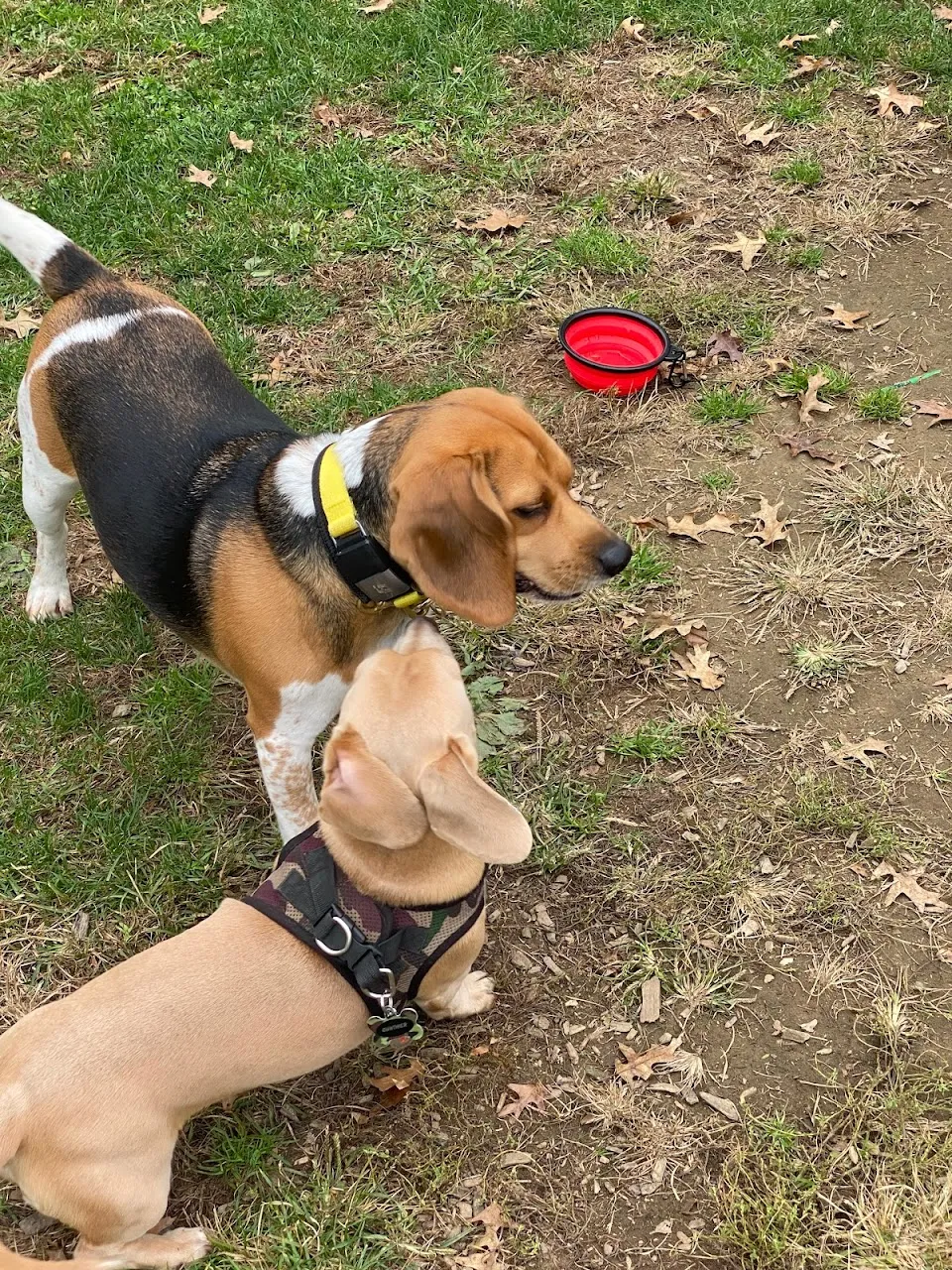 Dog Park at Thomas Bull Memorial Park