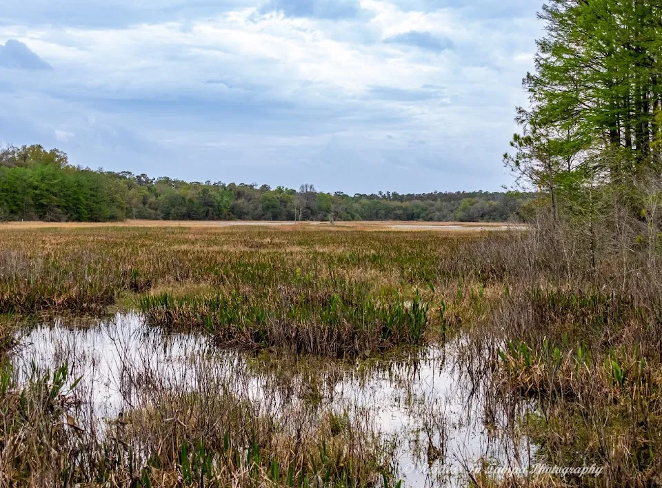 Chinsegut Wildlife Trail