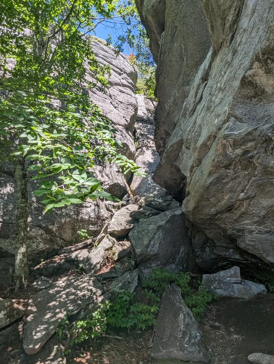 Picken's Nose