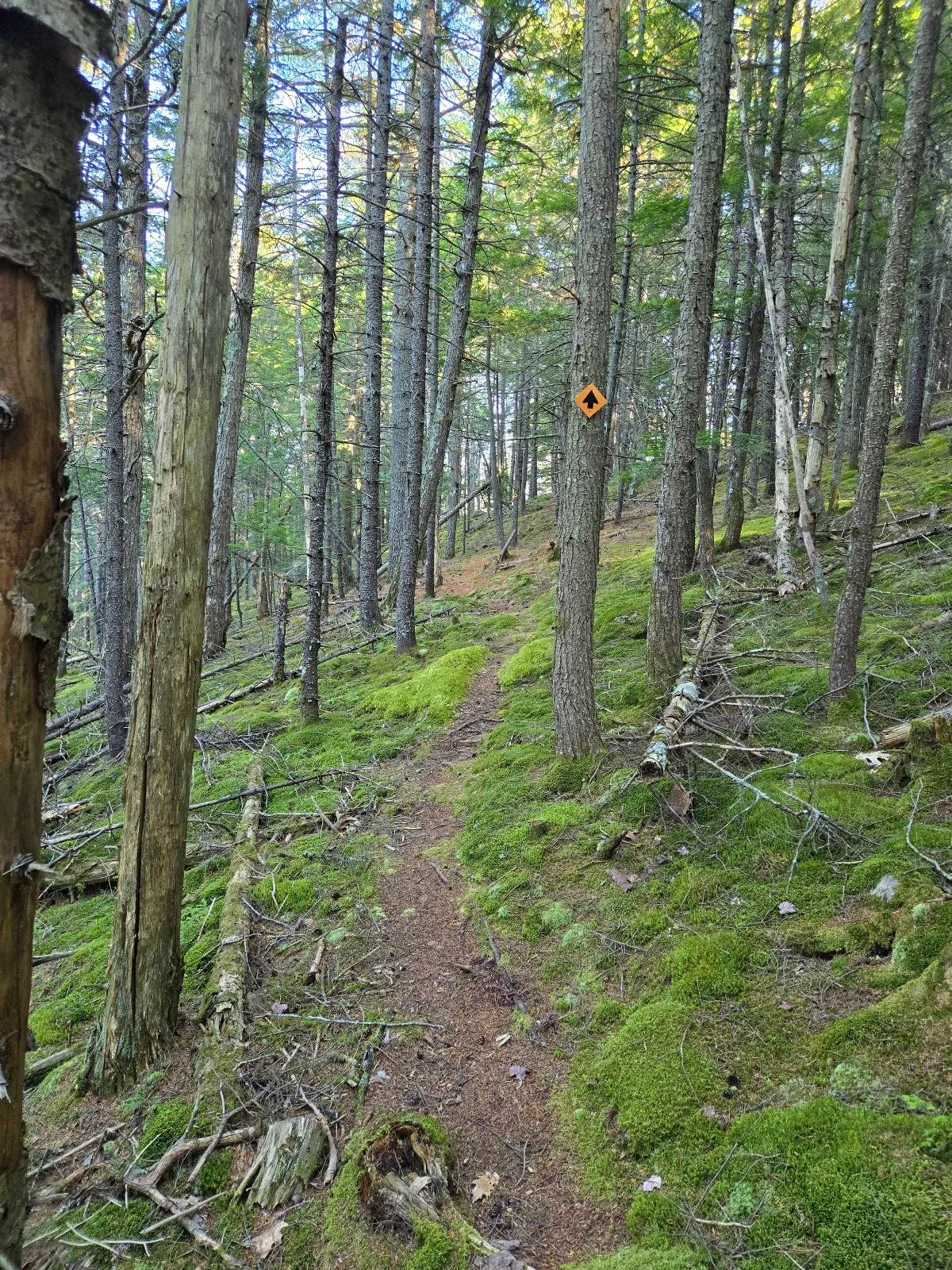 Ledge Pond Trail