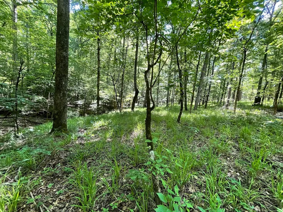 Burgess Mountain Trailhead
