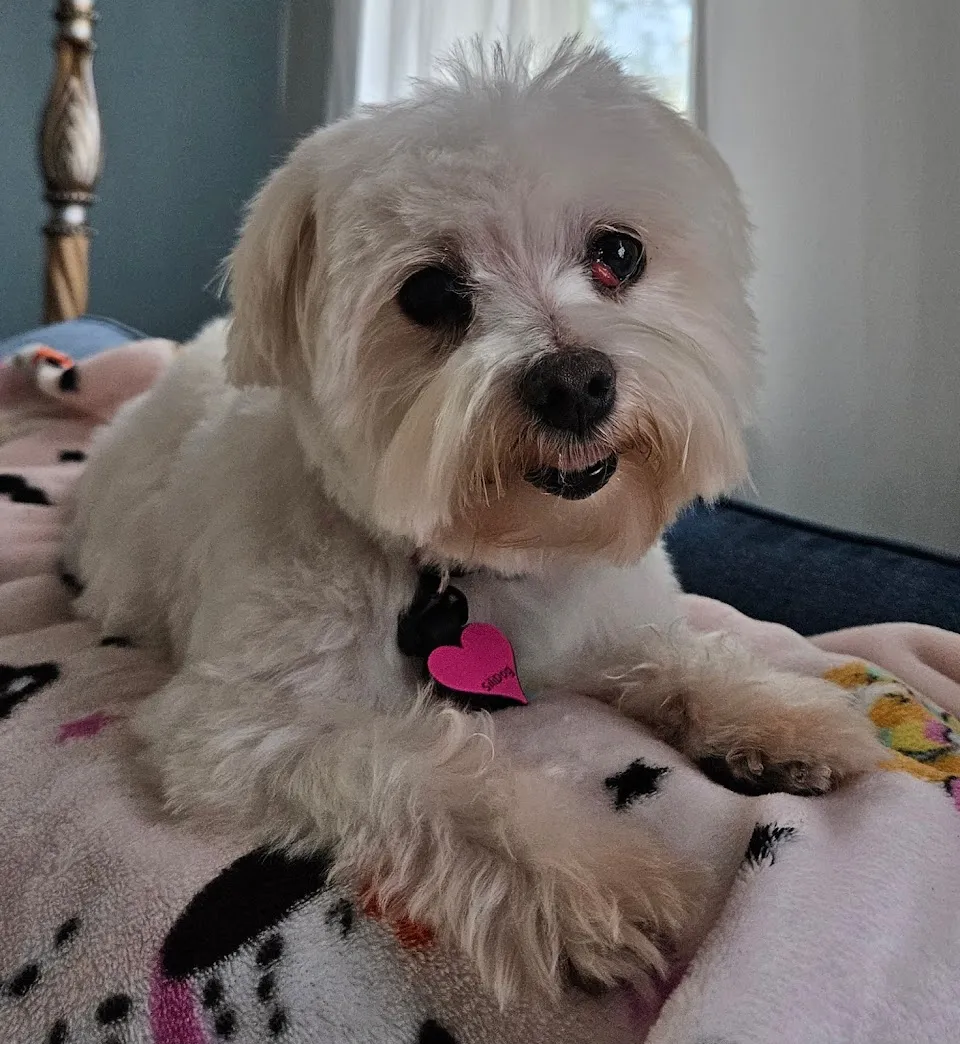 Tailblazers Pet Salon