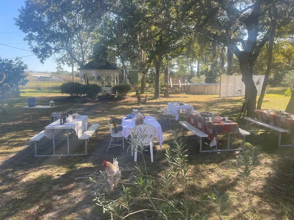 The Olive Grove