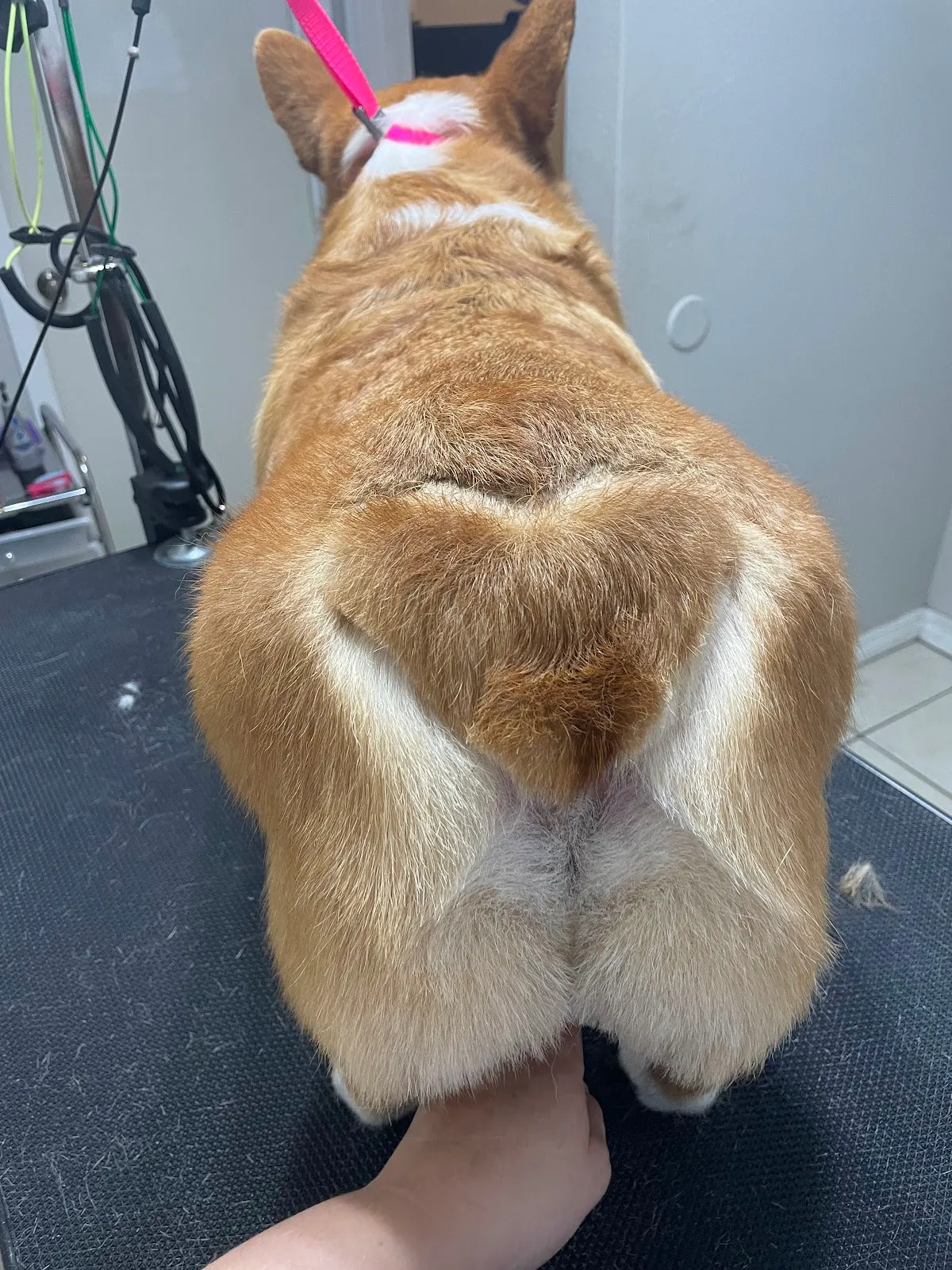 Fluffy Divine The Pet Spa