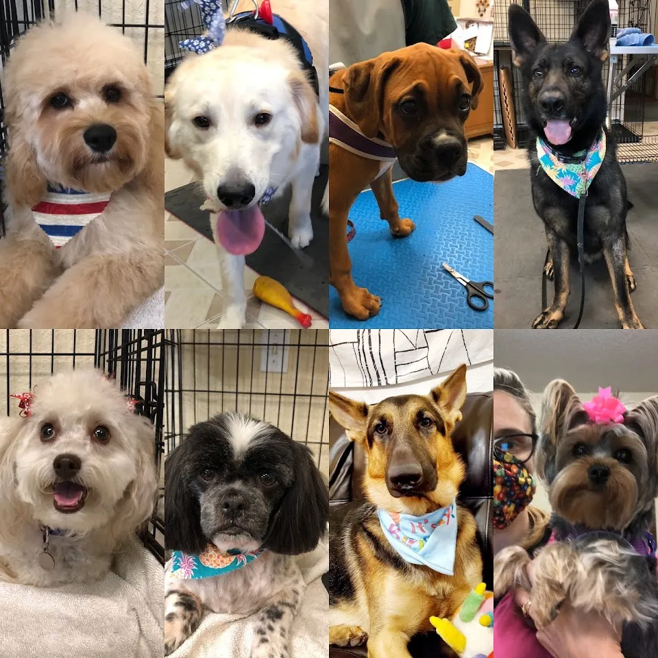 Dog grooming by Kim