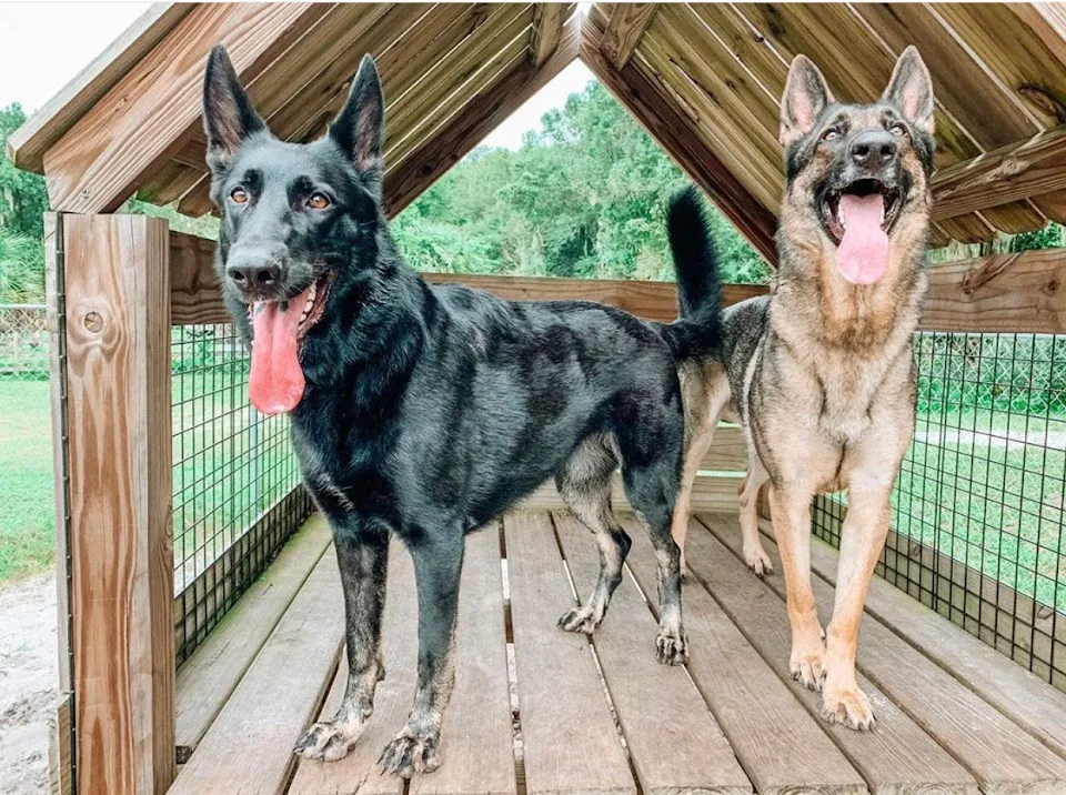 A&E Pet Resort